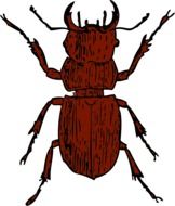 unusually beautiful beetle drawing