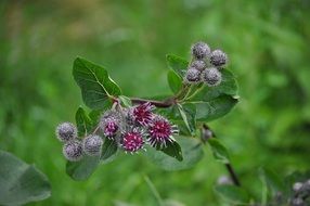 hooked burrs of the burdock plant