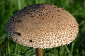 photo of brown mushroom cap