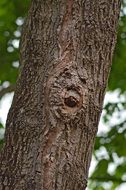 human face form on bark of tree