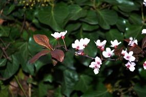 White flowers on branch