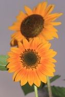 wonderful sun flower