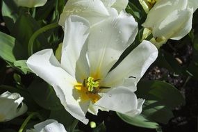 white spring flower in nature