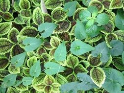 nettle leaves and climbing plant leaves
