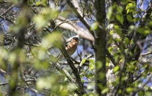 robin bird on the tree in the garden