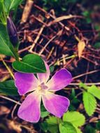 closeup view of cute purple flower in the grass