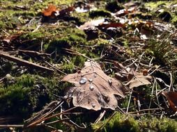 dried leaves on the ground in the forest