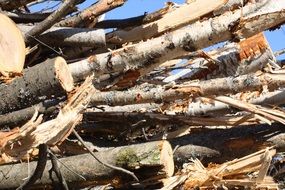 tree trunks on a pile under a blue sky