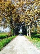 path among the trees