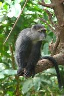 monkey on a tree in a national park in tanzania