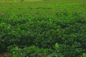 plantations of meadow with purple flowers