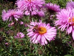 Bee on a bush with summer flowers