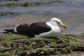 seagull sitting near water portrait