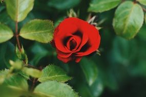 Beautiful dark red rose on a bush with green leaves