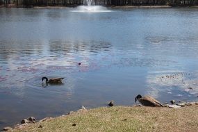 ducks swimming in the pond