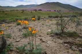 desert flowers