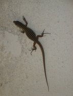 small lizard on the wall close-up