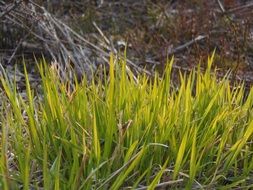 spring grass nature