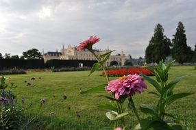 pink flowers on the background of the palace