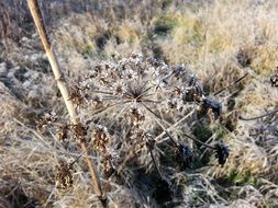 frozen plant in cold winter
