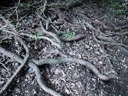 labyrinthine roots of the tree