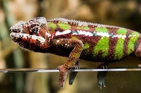 red with green stripes chameleon close up