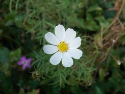 white cosmos flower in greenery
