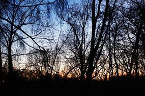 dusk sky and tree silhouette scenery