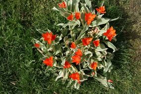 bunch of tulip flowers