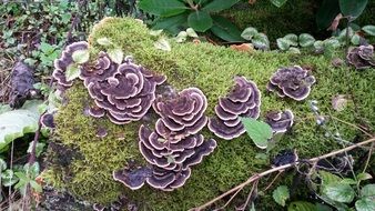 purple mushrooms on the moss