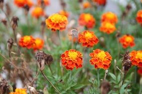 flowers on the mountain meadow