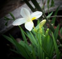 white jasmine flower closeup