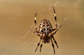 Macro photo of the beautiful and colorful spider on the cobweb