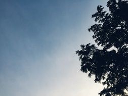 tree crown against the sky