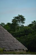 thatched hut in the forest