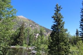 green forest in the mountains