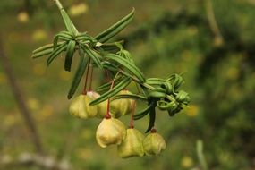 garden plant with unusual fruits