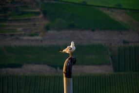 Seagull on pipe