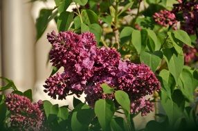 bright purple flowering plant