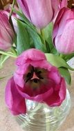 purple tulip flowers in the vase