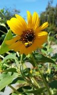 bee on a flower similar to a sunflower