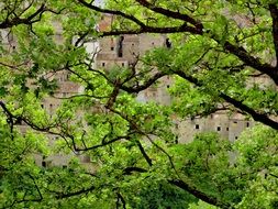 view through green foliage on Molise