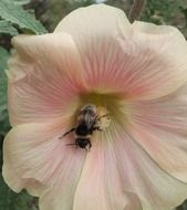 bumblebee in pink mallow flower