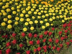 top view for glade of different flowers