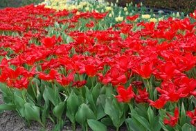 Red flowers in springtime