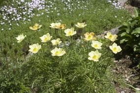 yellow mountain flowers on the grass