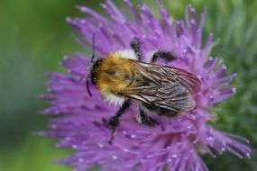bee on purple thistle on the meadow