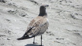 gray wild gull on the sand