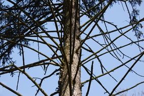 wood pine huge trees