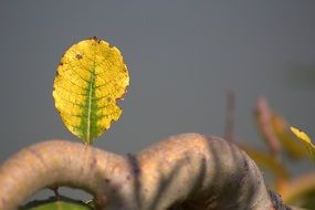 yellow green fallen leaf